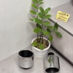 سر اگزوز ریموس اورجینال -بیضی ساده